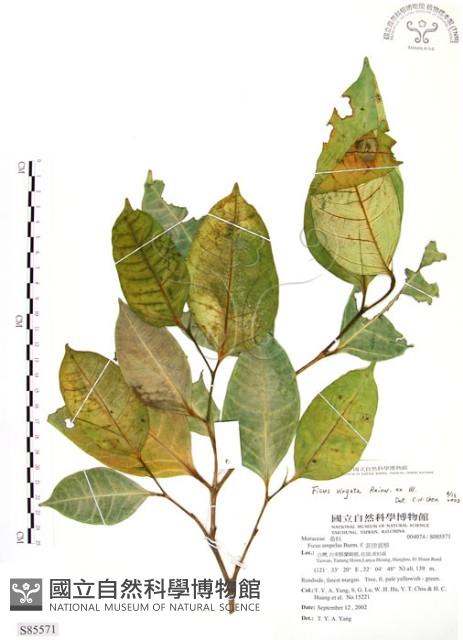 白肉榕藏品圖，第1張