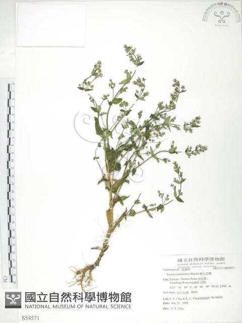 大籽當藥、巒大當藥藏品圖，第1張