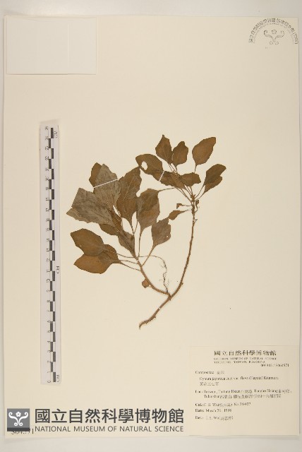 黃花三七草藏品圖，第1張