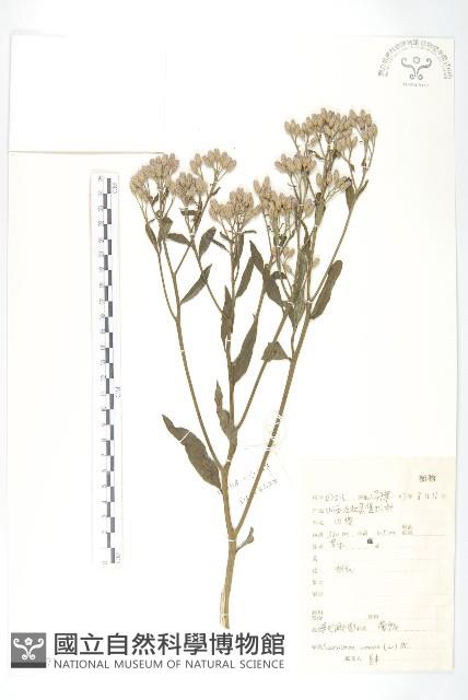 草地風毛菊藏品圖，第1張