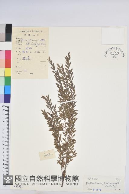 錫蘭葉下珠藏品圖，第1張