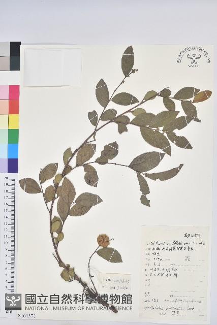 紅毛饅頭果藏品圖，第1張