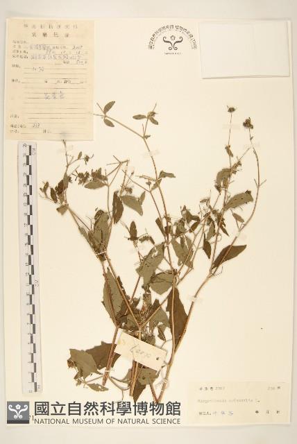 豨簽藏品圖，第1張