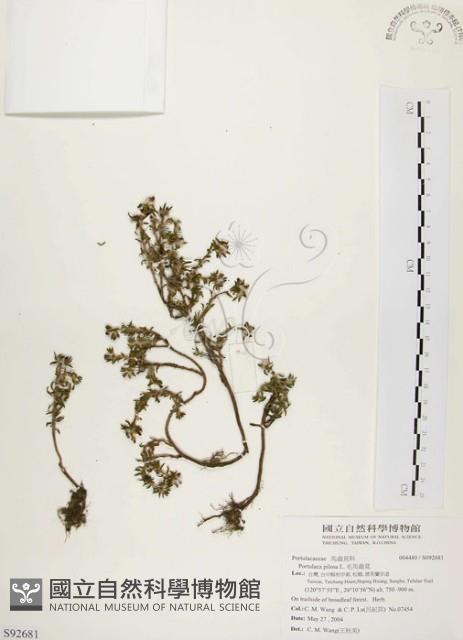 毛馬齒莧藏品圖，第1張
