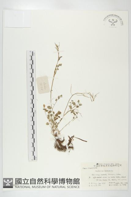 碎米薺藏品圖，第1張