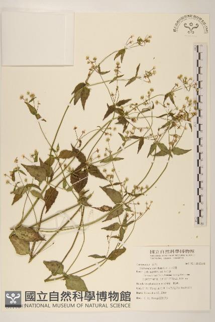 小米菊藏品圖，第1張