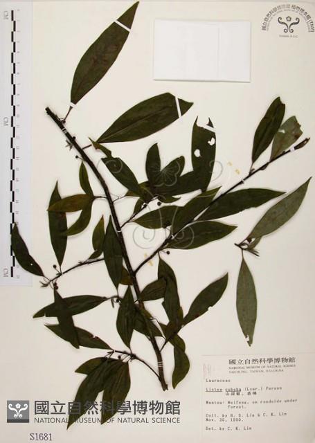 山胡椒藏品圖，第1張