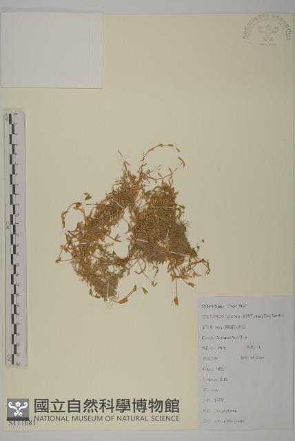 雀舌草藏品圖，第1張