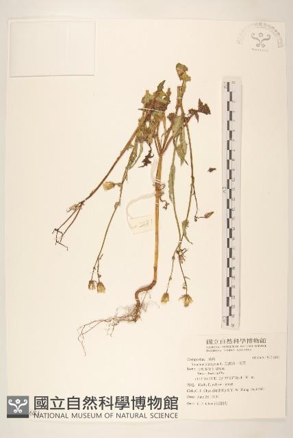 苦滇菜、苦菜藏品圖，第1張