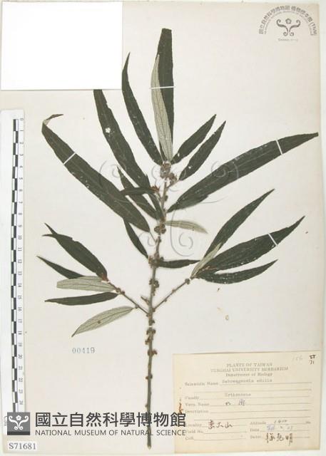 水麻藏品圖，第1張