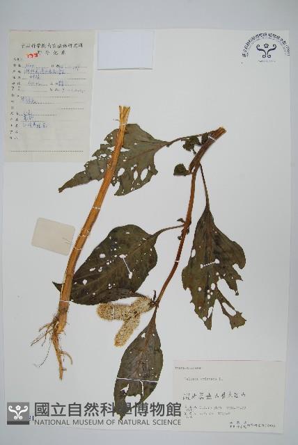 雞冠花藏品圖，第1張