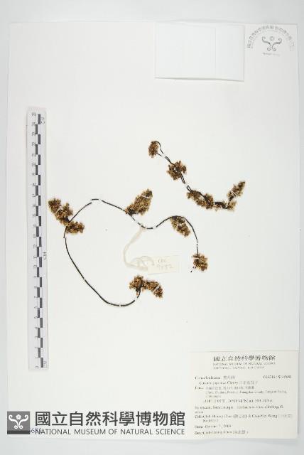 Accession Number:S145681 Collection Image, Figure 1, Total 2 Figures