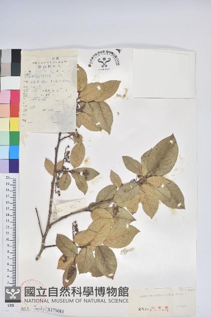 南燭藏品圖，第1張