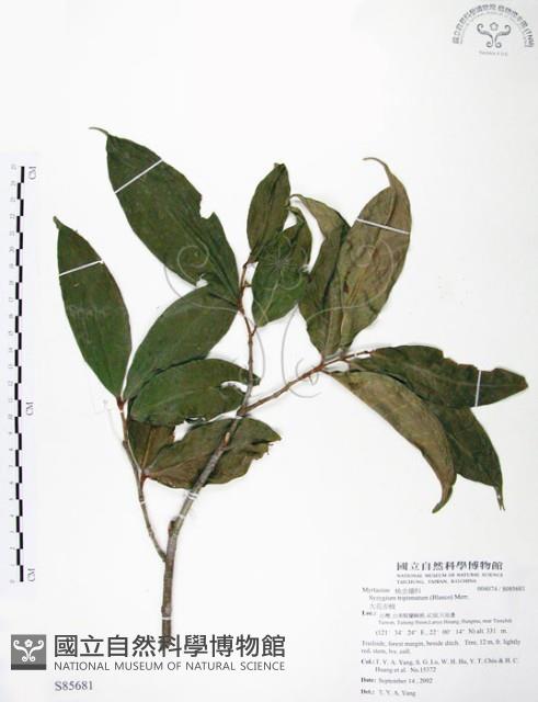 大花赤楠藏品圖，第1張