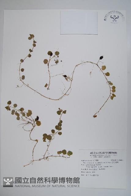 普剌特草藏品圖，第1張