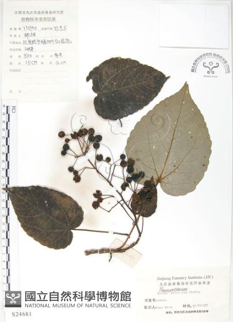 山桐子藏品圖，第1張