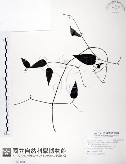 柱果鐵線蓮藏品圖，第1張