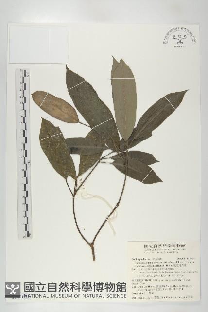 奧氏虎皮楠藏品圖，第1張