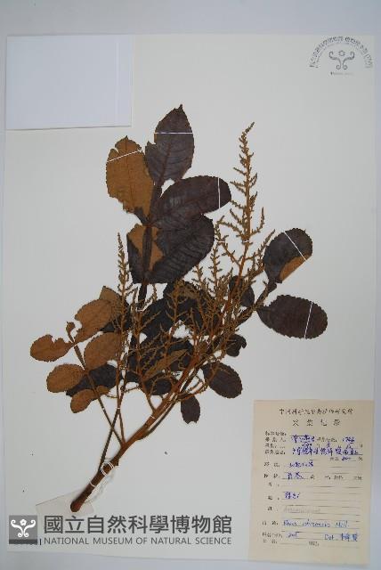 鹽膚木藏品圖，第1張