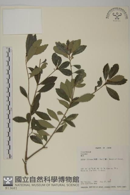 登錄號:S013681藏品圖，第1張