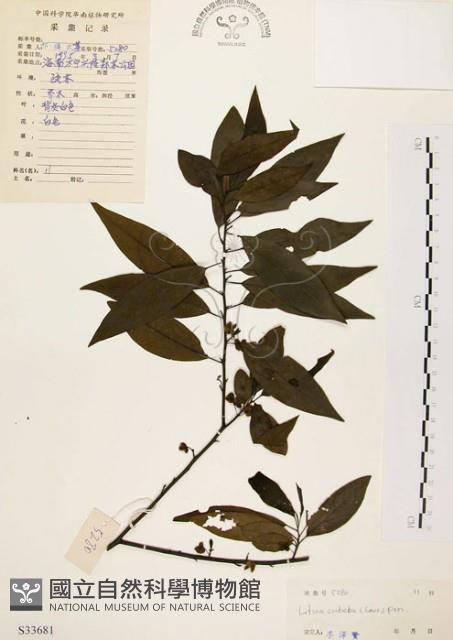 山胡椒藏品圖，第1張