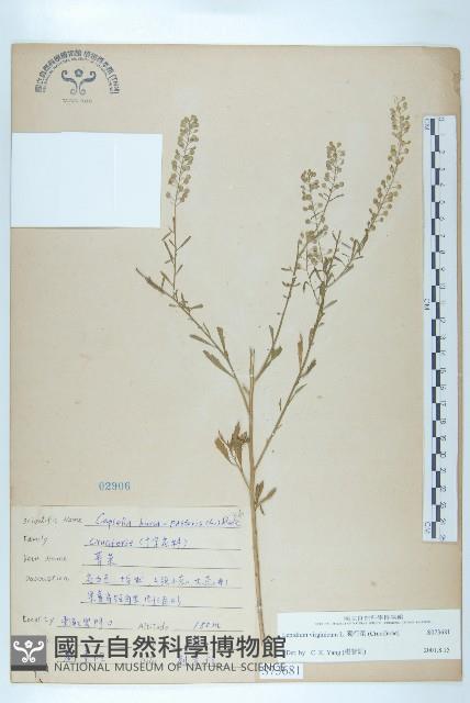 獨行菜藏品圖，第1張