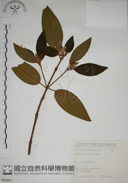 野牡丹藏品圖，第1張