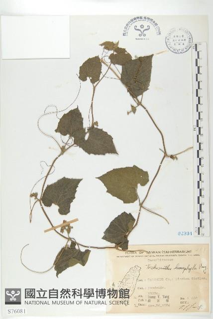 芋葉括樓藏品圖，第1張