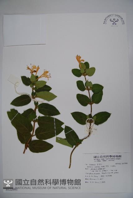 忍冬、金銀花藏品圖，第1張