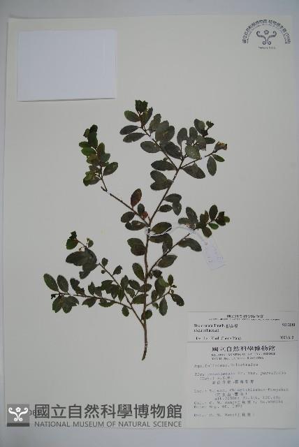 假黃楊藏品圖，第1張