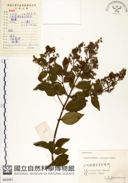 九芎藏品圖，第1張