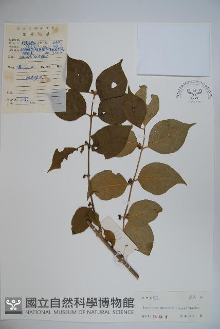 金銀忍冬藏品圖，第1張