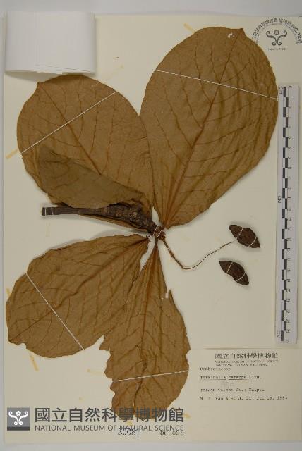 欖仁藏品圖，第1張