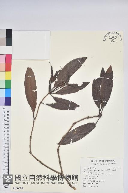 西施花、青紫木藏品圖，第1張