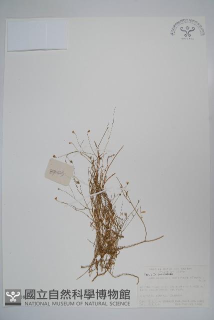 細葉蘭花參藏品圖，第1張