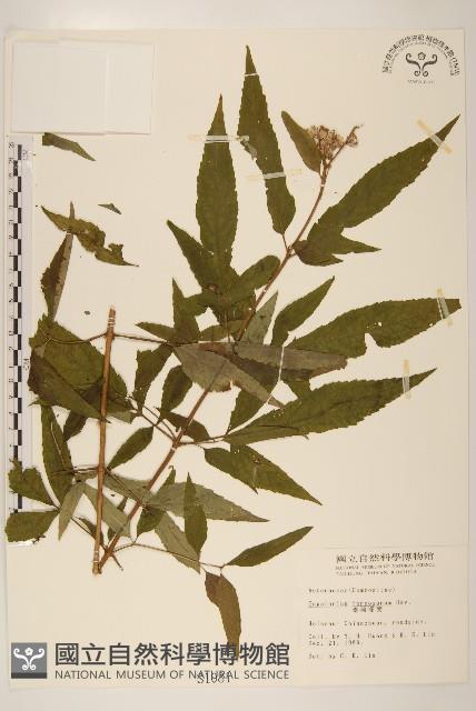 臺灣澤蘭藏品圖，第1張