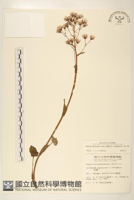 臺灣款冬藏品圖，第1張