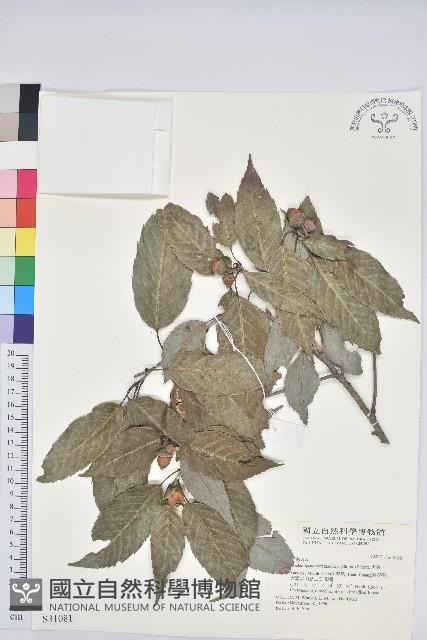 細葉青剛、黑稠、黑櫟、小葉青剛藏品圖，第1張