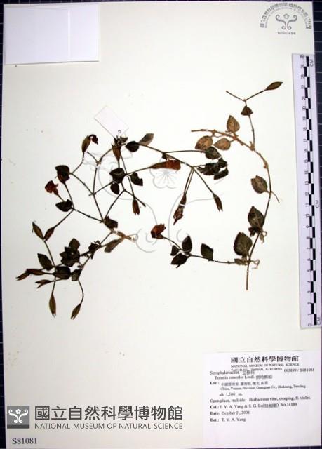 倒地蜈蚣藏品圖，第1張