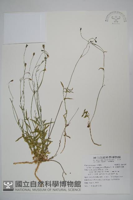 細葉蘭花參藏品圖，第1張