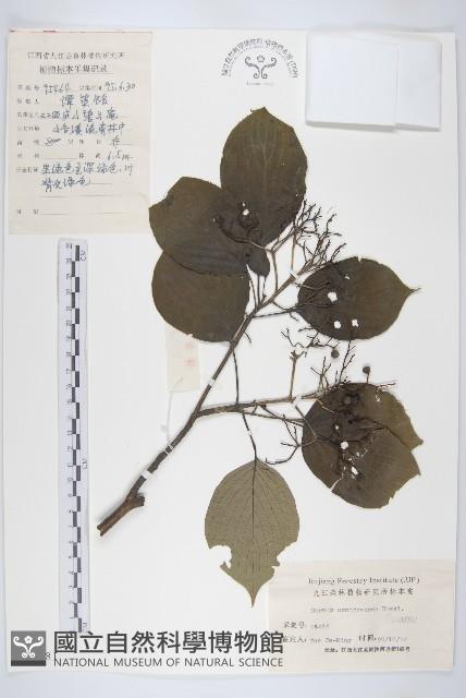 燈臺樹藏品圖，第1張