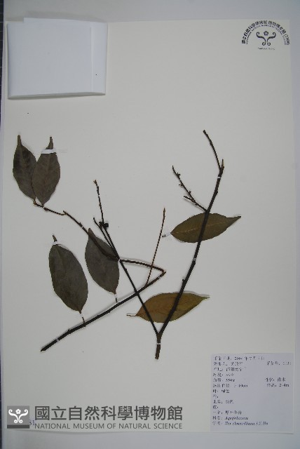厚葉冬青藏品圖，第1張