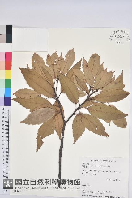 青剛櫟、鐵椆藏品圖，第1張