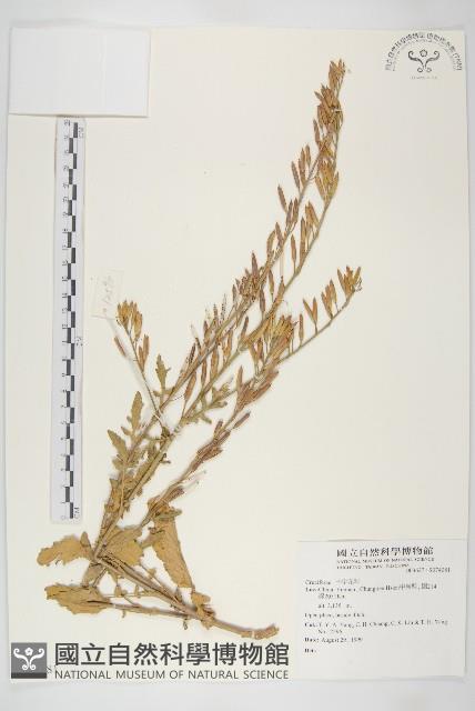 登錄號:S074081藏品圖，第1張