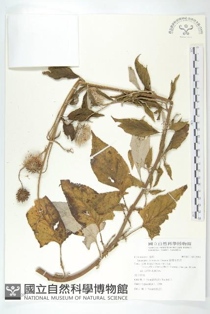 臺灣青木香藏品圖，第1張