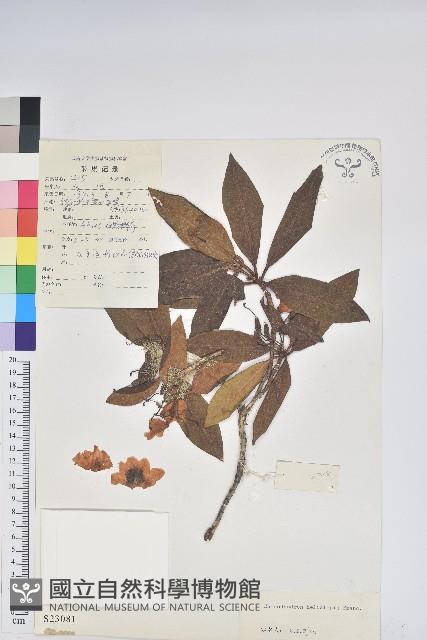 亮鱗杜鵑藏品圖，第1張