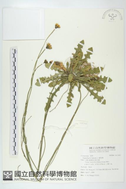 貓兒菊藏品圖，第1張