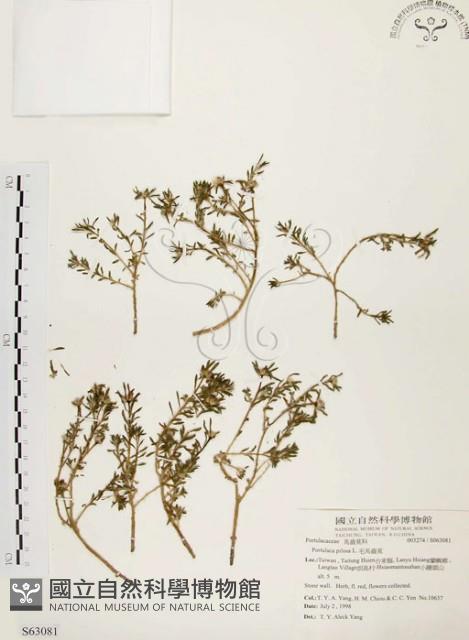 毛馬齒莧藏品圖，第1張