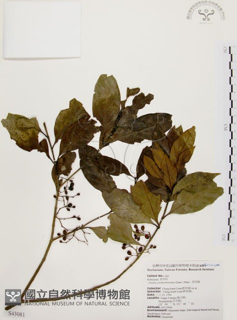 茜草樹藏品圖，第1張