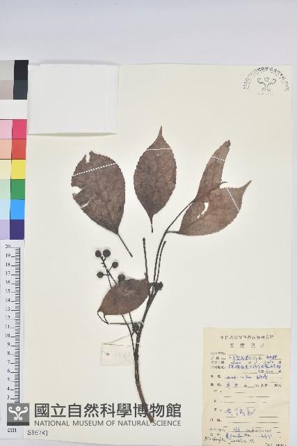 茄苳、重陽木藏品圖，第1張